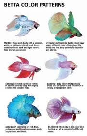 48 Best Breeding Betta Fish Images Betta Fish Betta Fish