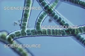 Image result for Syngrapha microgamma