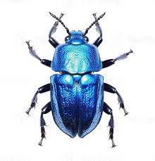 le scarabée bleu 12007845 PNG