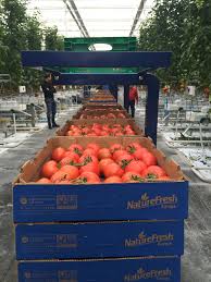 Our Greenhouse In Delta Ohio Will Be Growing These Tasty Tomatoes Year Round Greenhouse Growing Farm Growing Tomatoes