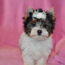 She is the faithful companion to peggy looney in the dfw area. Parti Yorkie Breeders Parti Yorkies