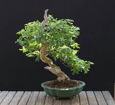 I try to explain the structure of a tree and how through the use. Harry Harrington On Twitter Work On A Honeysuckle Bonsai As It Had Already Been Styled See First Image From April 1st But Moved It To A Pot By Mariusz Folda With A