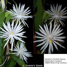 Where i live all of the cacti are blooming more than i can remember recently, potted, in landscapes and in the wild so maybe it was just a good year for it. Night Blooming Cereus Hooker S Orchid Cactus Epiphyllum Hookeri