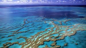 Im jahr 1981 wurde es von der unesco zum weltnaturerbe erklärt3 und wird auch als eines der sieben. Great Barrier Reef Korallenmenge Seit 1995 Halbiert Mdr De