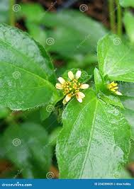 Image result for Synedrella nodiflora
