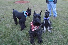 Schnoodle puppies for sale at canine corral the #1 place on long island to buy your new puppy! Giant Schnoodle Breeders Puppies For Sale In Raleigh Nc Pierce Schnoodles
