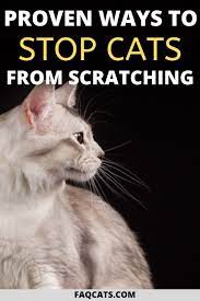 How To Prevent Cats From Scratching Furniture In 2020 Cats Siamese Cats All Cat Breeds