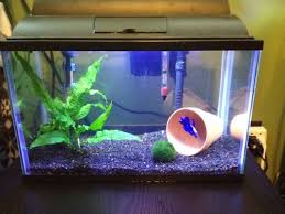 How To Set Up A Simple Betta Tank Betta Tank Betta Fish Tank Cool Fish Tanks