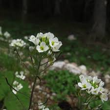 Image result for Arabis alpina