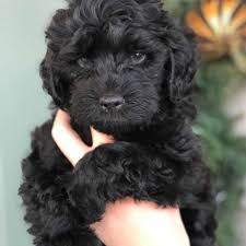 Orlando's own central florida doodles homes to the sweetest labradoodles! Teacup Labradoodle Mini Labradoodle Puppies For Sale Black Reds