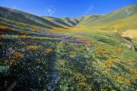 Hours may change under current circumstances Field Of California Poppies In Bloom With Wildflowers Lancaster Antelope Valley Ca Stock Photo Picture And Royalty Free Image Image 20476098