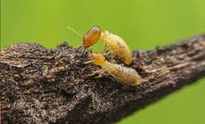 Using the products and methods suggested you will get control of springtails. Pest Control Company Exterminator Rexburg Idaho