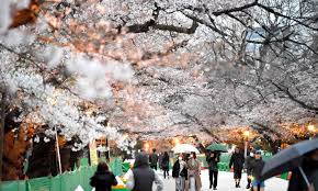 Mar 18, 2021 · cherry blossoms will be blooming later this month in nyc and we're so ready! It S Finally Here Tokyo Declares Full Bloom For Cherry Blossom Season Japan Forward