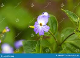 Image result for Browallia americana