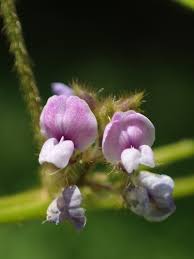 Image result for Macrotyloma stipulosum