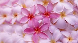 Download and use 10,000+ flowers stock videos for free. Most Beautiful Pink Flowers Wallpapers Top Free Most Beautiful Pink Flowers Backgrounds Wallpaperaccess