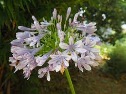 Gardening 101 Agapanthus Gardenista Agapanthus African Lily White Plants