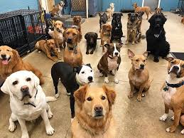Most daycares separate dogs by size during playtime. 5 Best Doggy Day Care Centres In Chicago Top Doggy Day Care Centre