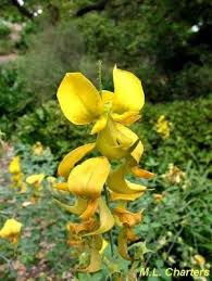 Image result for Crotalaria capensis