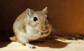 Gerbille, petit rongeur de compagnie adoré des enfants