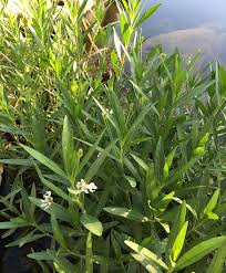 Fall obedient plant gulf coast penstemon frostweed greggs mistflower heartleaf skullcap horseherb Rain Gardens For The Southern Plains Finegardening