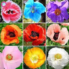The sunflower is an annual plant that belongs give your child a coloring sheet full of fun flower facts. 100pcs Bag Mixed Colors Poppy Bonsai Flower Rare Papaver Orientale Potted Plants For Home Garden Planting Buy At The Price Of 0 34 In Aliexpress Com Imall Com