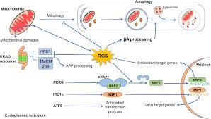 The mechanism of action of the antihypertensive response of bystolic has not been definitively established.1. Frontiers Interplay Between Mitochondrial Oxidative Disorders And Proteostasis In Alzheimer S Disease Neuroscience