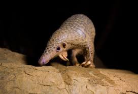 According to sources close to the case who requested for anonymity, the two suspects are alleged wildlife traffickers specialized in the sale of pangolin scales.one's role is to move and buy. Covid 19 Save Pangolins