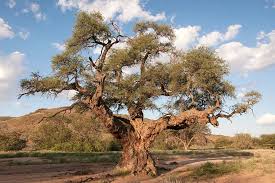 Image result for Acacia eriocarpa