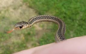 It S Baby Snake Season In Maine