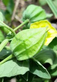 Image result for Physalis viscosa