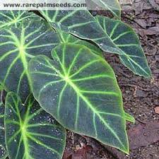 Image result for Remusatia