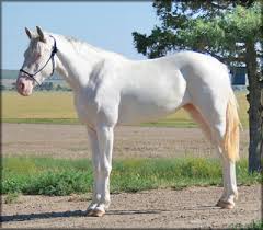 The tennessee walking horse is an exceptionally beautiful animal, combining power and grace with a docile nature. Slush Creek Walkers Tennessee Walking Horse For Sale Scw Jubals Powder Puff Twhbea 20700735