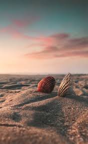 Here you can find the best seashell desktop wallpapers uploaded by our community. 50 000 Best Sea Shells Photos 100 Free Download Pexels Stock Photos