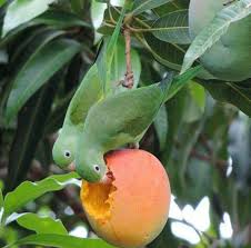 Umm mangos tate like mangos because there mangos, i think well person mangos taste like mangos becuse they explode in your stomach with gas. Pin On Animals
