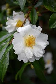 Setsugekka Camellia Camellia Sasanqua Setsugekka In Greensboro High Point Winston Salem Summerfield North Carolina Nc At New Garden Landscaping Nursery