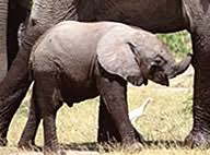 Elephants, which are highly social animals, are native to africa and asia a baby elephant is called a calf. Elephant Anatomy Facts Complete Diagram Of Anatomy