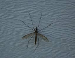 In argentina, a giant mosquito has come to the fore that the human eye has never seen before. Mosquito Spraying In Hamptons Ny East End Tick Control