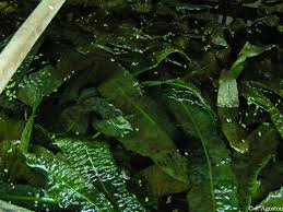 Image result for Aponogeton rehmannii