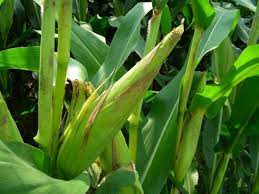 You will know that it's the right time when the silk at the top will be brown. Tips For Planting Sweet Corn And Growing Sweet Corn In Your Garden