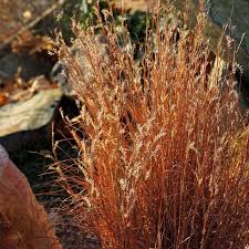 Image result for Schizachyrium