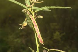 Image result for Aeschynomene indica