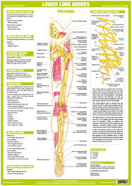 Lower Limb Nervous System Chart Shows Anatomy Of Major