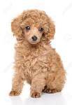Apricot miniature poodle puppies for sale UK - May 2020