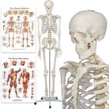 Human anatomy for student nurses. Buddy The Budget Skeleton Human Skeleton Anatomical Model Life Size 175 Cm Including Two Charts Comes With A Stable Wheeled Stand Buy Online In Bahamas At Bahamas Desertcart Com Productid 91023441