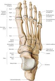 Bones in human leg human leg skeleton leg bones drawing feet bones diagram leg bone structure human leg bones names right leg diagram human leg parts names human leg bones pain hand and arm bones diagram. Foot And Ankle Musculoskeletal Key