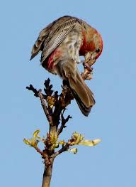 Birds Of West Texas Photos Male House Finch West Texas Bird Watchers West Texas Animal Photography