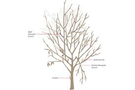 What is the average cost to trim a tree? How To Prune Your Fruit Trees Modern Farmer