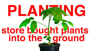 Check spelling or type a new query. Planting Store Bought Plants Into The Ground Youtube