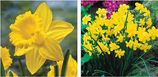 Narcisse Ou Jonquille Jardinier Paresseux